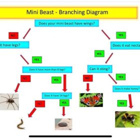 Science-branching-tree-800x466 Science at Manland