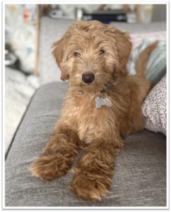 Beryl Picture of school dog